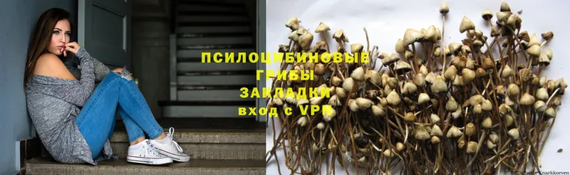 Галлюциногенные грибы Psilocybe  hydra как зайти  Каргополь 